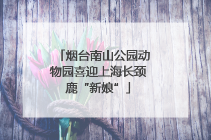 烟台南山公园动物园喜迎上海长颈鹿“新娘”