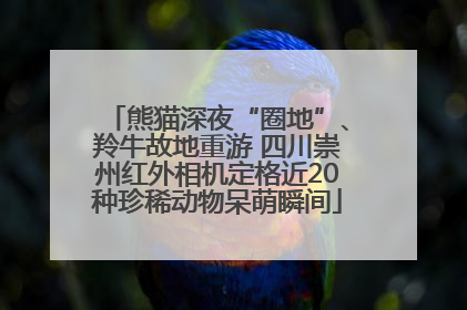 熊猫深夜“圈地”、羚牛故地重游 四川崇州红外相机定格近20种珍稀动物呆萌瞬间