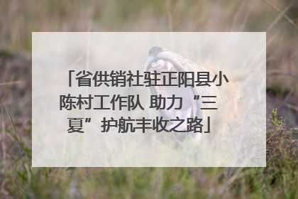省供销社驻正阳县小陈村工作队 助力“三夏”护航丰收之路
