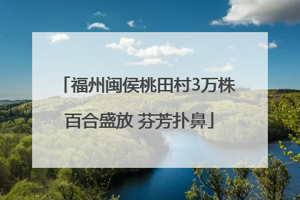福州闽侯桃田村3万株百合盛放 芬芳扑鼻