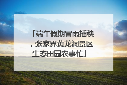 端午假期冒雨插秧，张家界黄龙洞景区生态田园农事忙