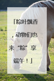 粽叶飘香，动物们也来“粽”享端午！