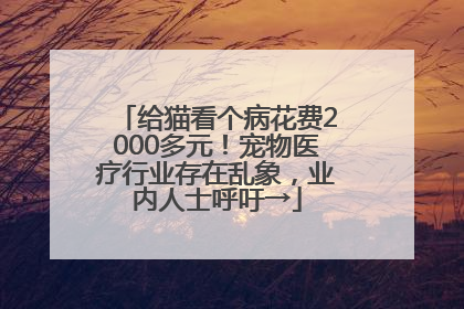 给猫看个病花费2000多元！宠物医疗行业存在乱象，业内人士呼吁→