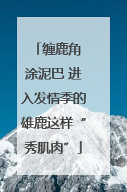 缠鹿角 涂泥巴 进入发情季的雄鹿这样“秀肌肉”