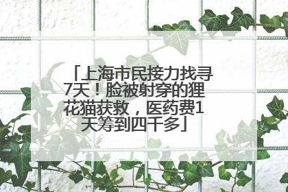 上海市民接力找寻7天！脸被射穿的狸花猫获救，医药费1天筹到四千多