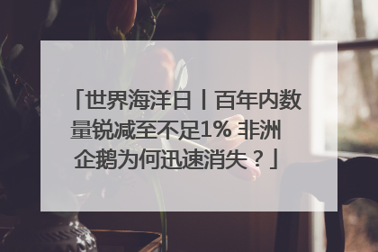 世界海洋日丨百年内数量锐减至不足1% 非洲企鹅为何迅速消失？