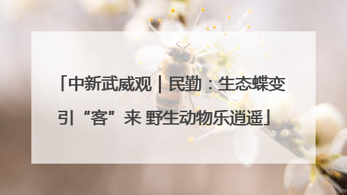 中新武威观｜民勤：生态蝶变引“客”来 野生动物乐逍遥