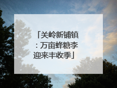 关岭新铺镇：万亩蜂糖李迎来丰收季