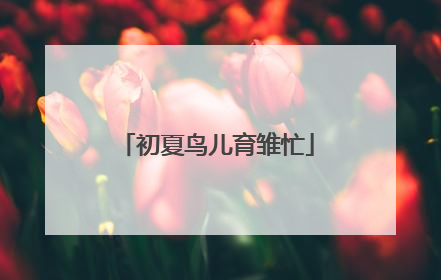 初夏鸟儿育雏忙