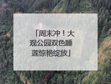周末冲！大观公园双色睡莲惊艳绽放