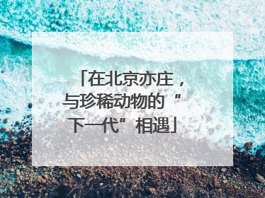 在北京亦庄，与珍稀动物的“下一代”相遇