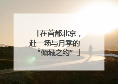 在首都北京，赴一场与月季的“倾城之约”