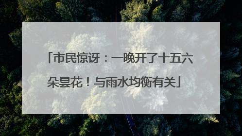 市民惊讶：一晚开了十五六朵昙花！与雨水均衡有关