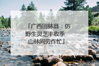 广西田林县：仿野生灵芝丰收季 山林间劳作忙