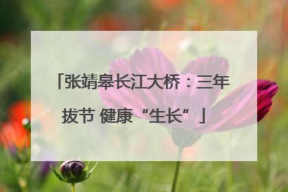 张靖皋长江大桥：三年拔节 健康“生长”