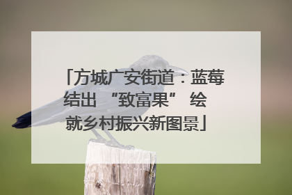 方城广安街道：蓝莓结出 “致富果” 绘就乡村振兴新图景