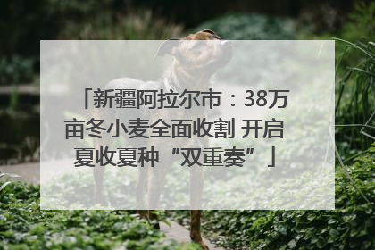 新疆阿拉尔市：38万亩冬小麦全面收割 开启夏收夏种“双重奏”