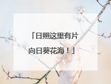 日照这里有片向日葵花海！