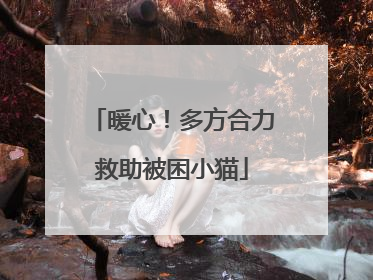 暖心！多方合力救助被困小猫