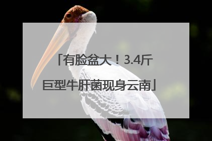 有脸盆大！3.4斤巨型牛肝菌现身云南