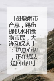 母鹿闹市产崽，踢伤提供水和食物市民，大连动保人士：护崽心切，正在想法送回山里