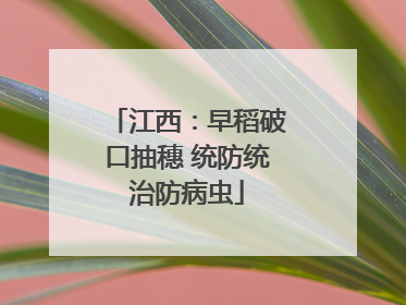 江西：早稻破口抽穗 统防统治防病虫