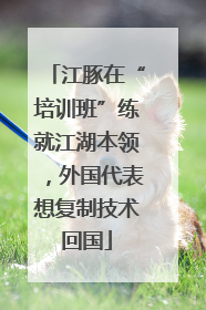 江豚在“培训班”练就江湖本领，外国代表想复制技术回国