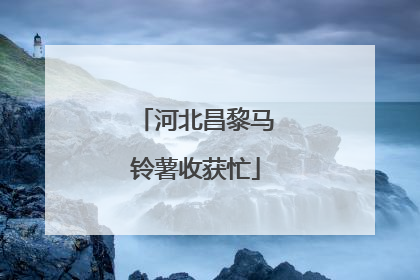 河北昌黎马铃薯收获忙
