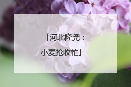 河北隆尧：小麦抢收忙
