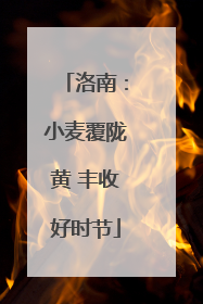 洛南：小麦覆陇黄 丰收好时节