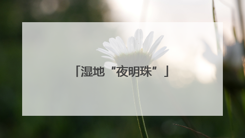 湿地“夜明珠”