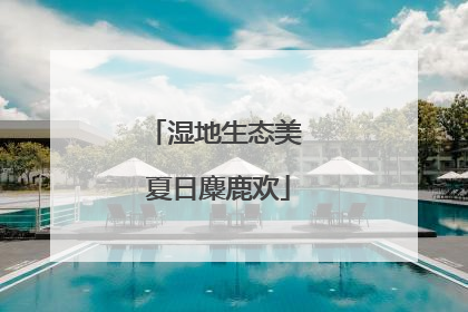 湿地生态美 夏日麋鹿欢