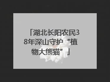 湖北长阳农民38年深山守护“植物大熊猫”