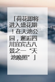 荷花即将进入盛花期！在天池公园，邂逅四川宜宾古八景之一“天池晚照”