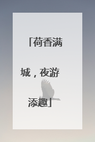 荷香满城，夜游添趣