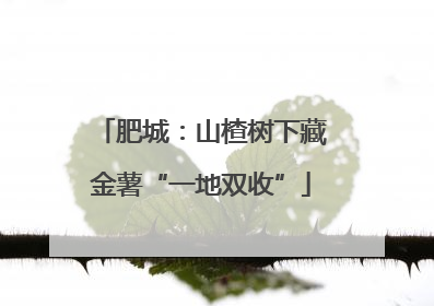 肥城：山楂树下藏金薯“一地双收”