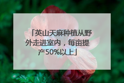英山天麻种植从野外走进室内，每亩提产50%以上