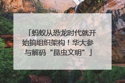 蚂蚁从恐龙时代就开始搞组织架构！华大参与解码“昆虫文明”