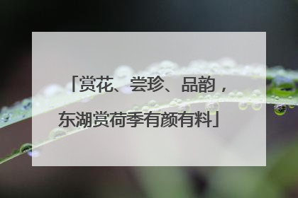赏花、尝珍、品韵，东湖赏荷季有颜有料