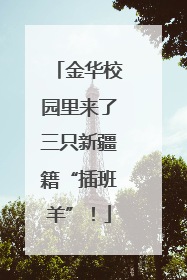 金华校园里来了三只新疆籍“插班羊”！