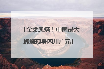 金裳凤蝶！中国最大蝴蝶现身四川广元