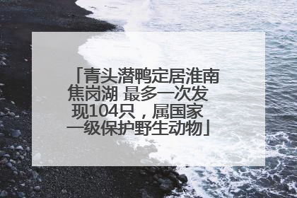青头潜鸭定居淮南焦岗湖 最多一次发现104只，属国家一级保护野生动物