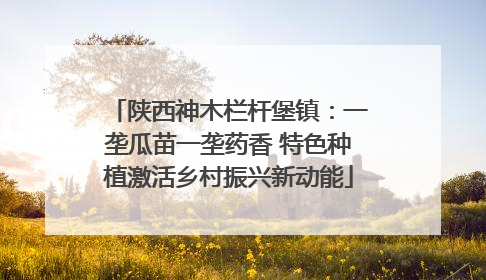 陕西神木栏杆堡镇：一垄瓜苗一垄药香 特色种植激活乡村振兴新动能