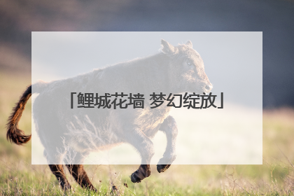 鲤城花墙 梦幻绽放