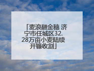 麦浪翻金穗 济宁市任城区32.28万亩小麦陆续开镰收割
