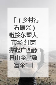 （乡村行·看振兴）链接东盟大市场 红菌撑起广西藤县山乡“致富伞”
