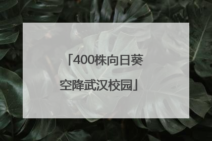 400株向日葵空降武汉校园